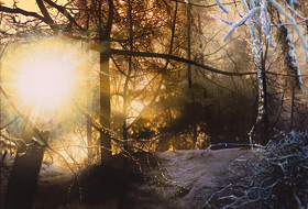 Paul Christiaan Bos, painting: The Light Released. The sun running riot over a snow-laden wood.